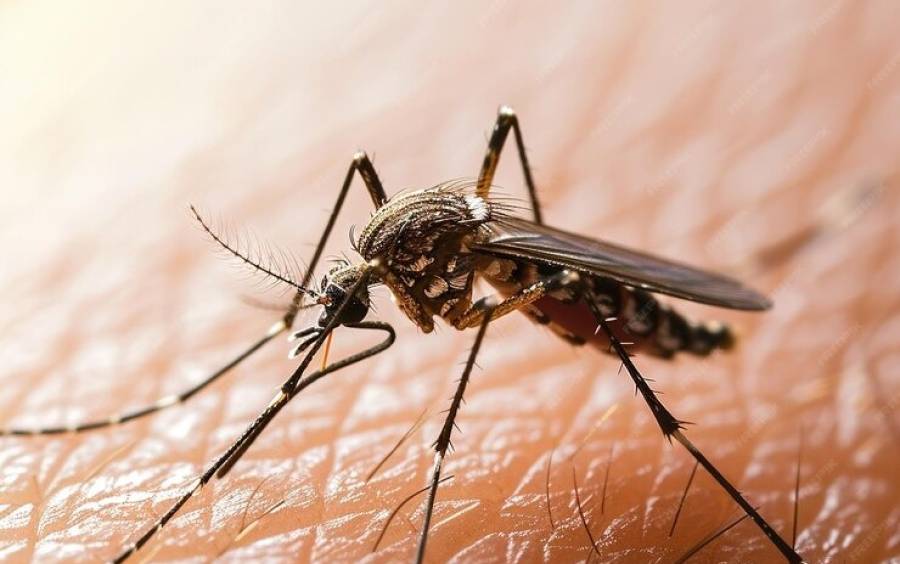 Santa Catarina Registra Mais De Mil Casos Prov Veis De Dengue Em